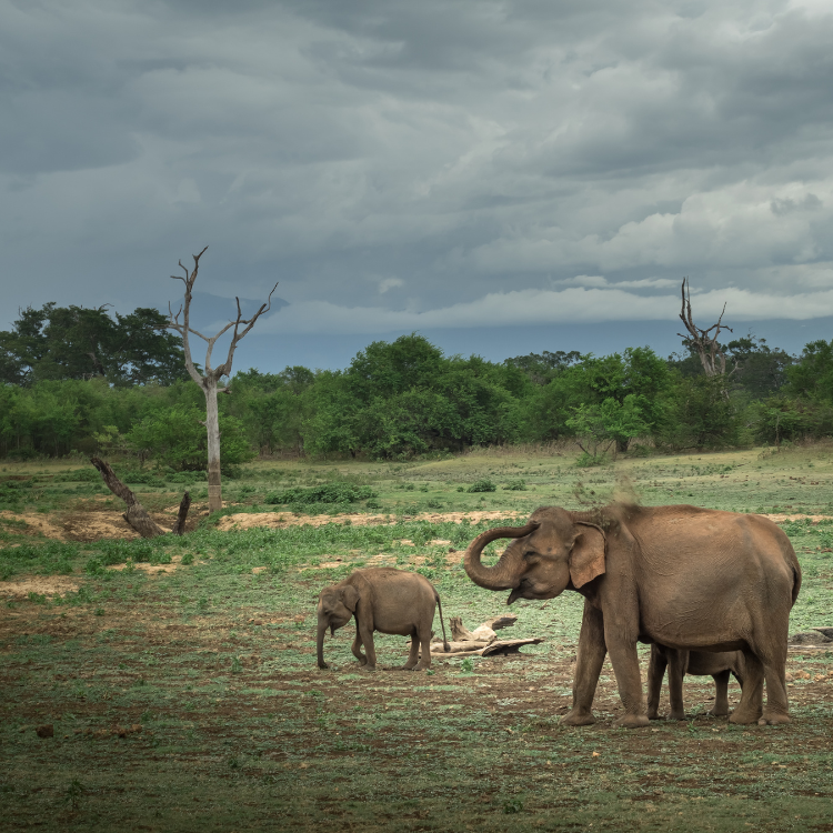 Udawalawa Elephant