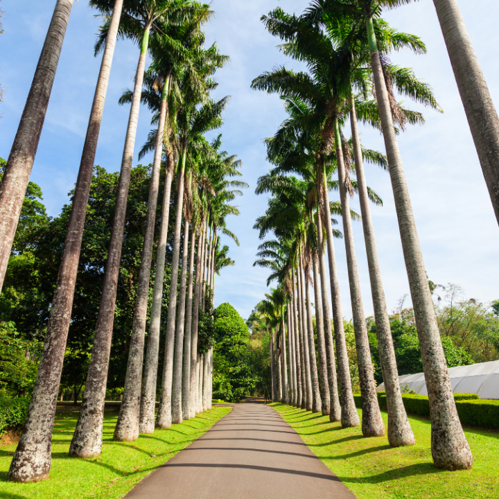 Peradeniya botonical garden Peradeniya botonical garden