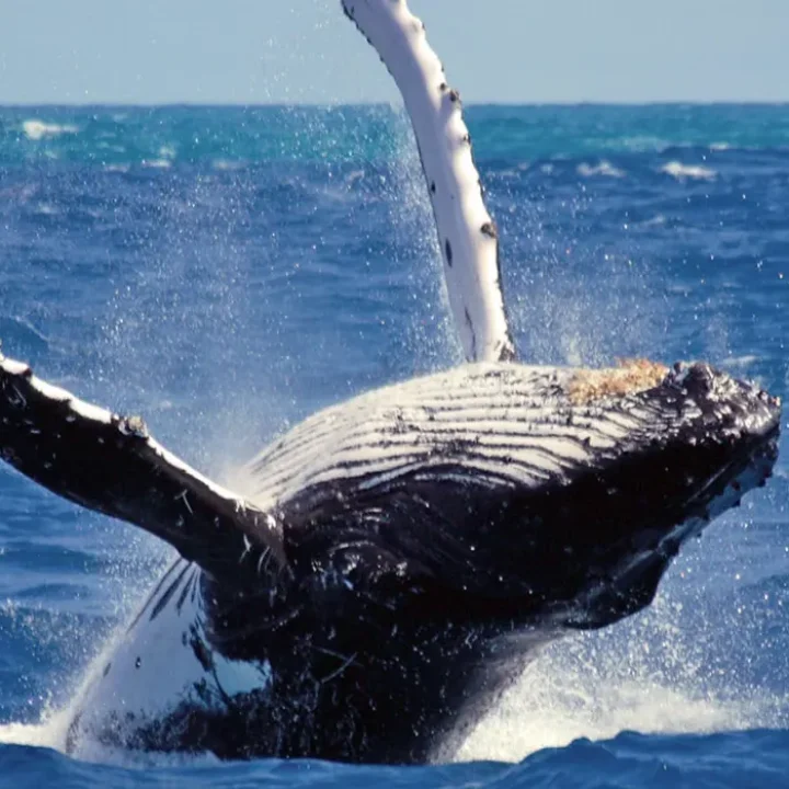 whale-watching-in-mirissa whale-watching-in-mirissa