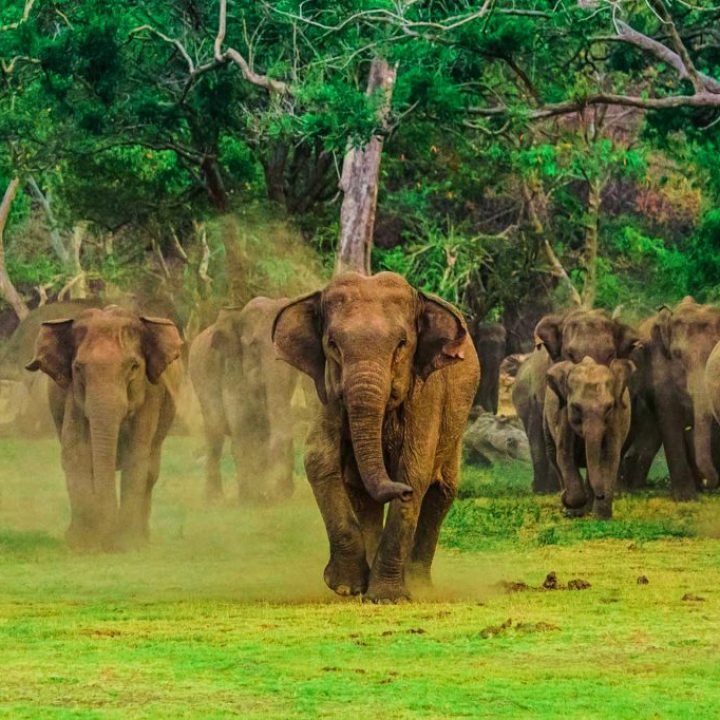 wildlife-1024×682 wildlife-1024x682